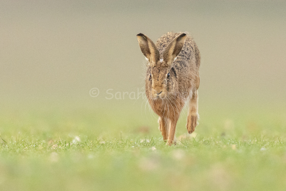 Sarah Darnell’s website